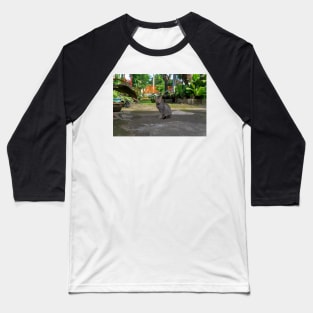 a domestic cat Baseball T-Shirt